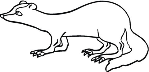 Ferret 27 coloring page | Super Coloring