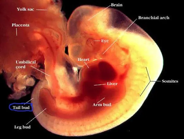 Feto con 1 mes de gestacion - Imagui