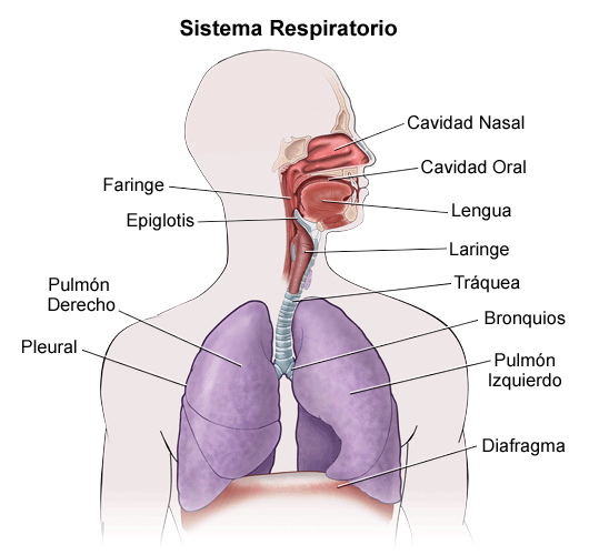 Anatomía del Aparato Respiratorio | El Hospital NewYork ...