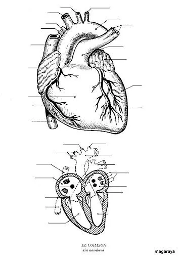 FICHA DEL CORAZON PARA IMPRIMIR