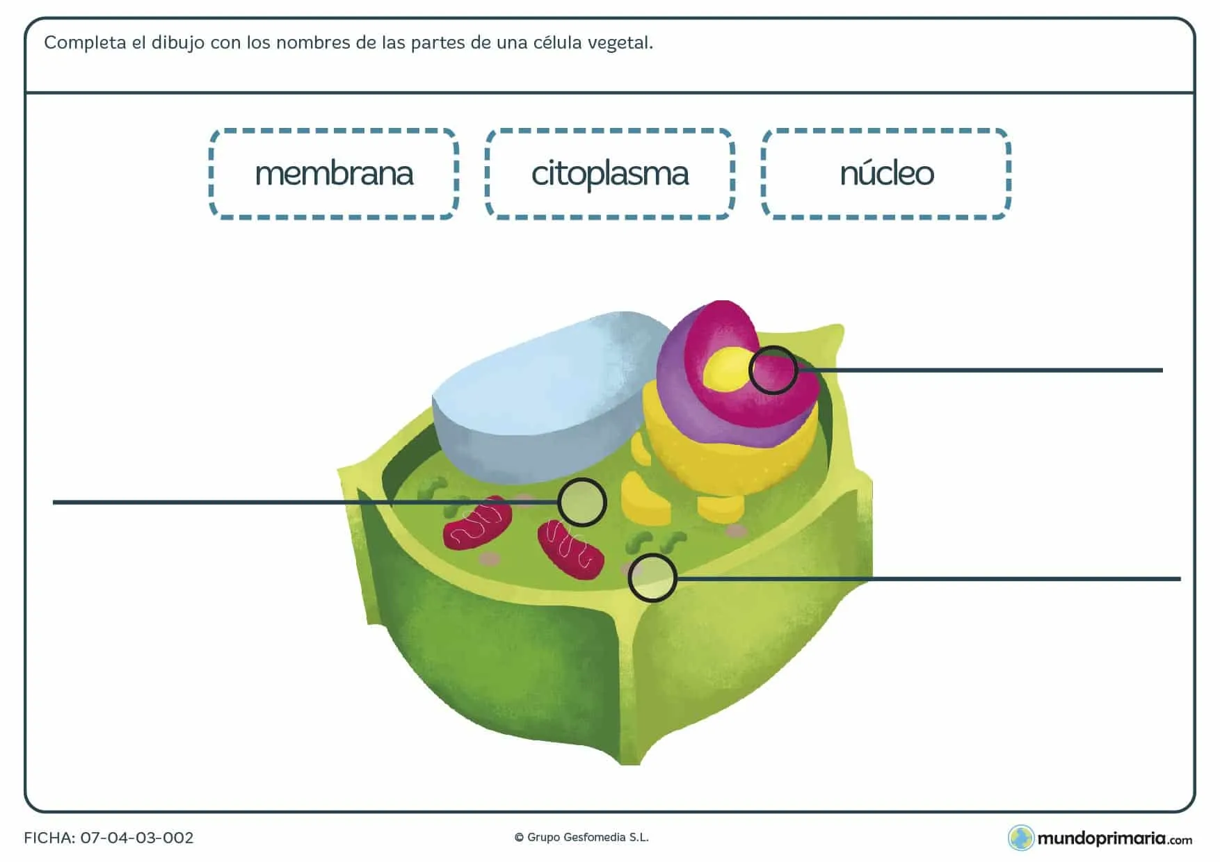 Ficha-de-partes-de-la-celula- ...