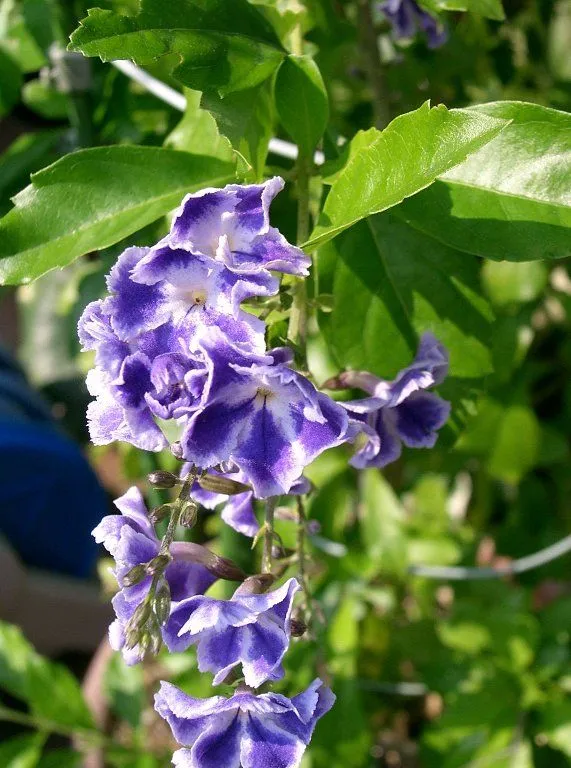 Ficha de la duranta repens | Cuidar de tus plantas es facilisimo.com