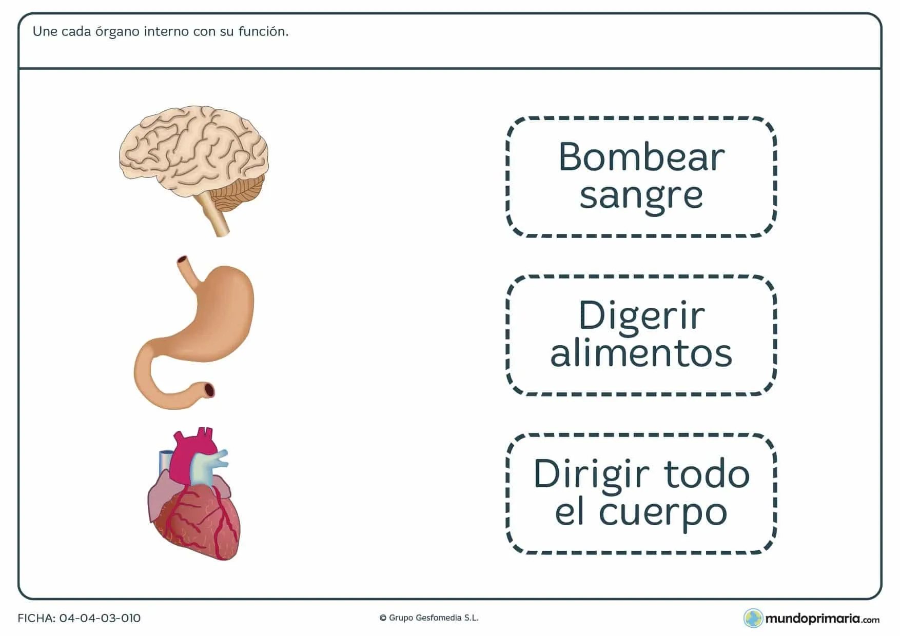 Ficha de funciones de los órganos para primaria