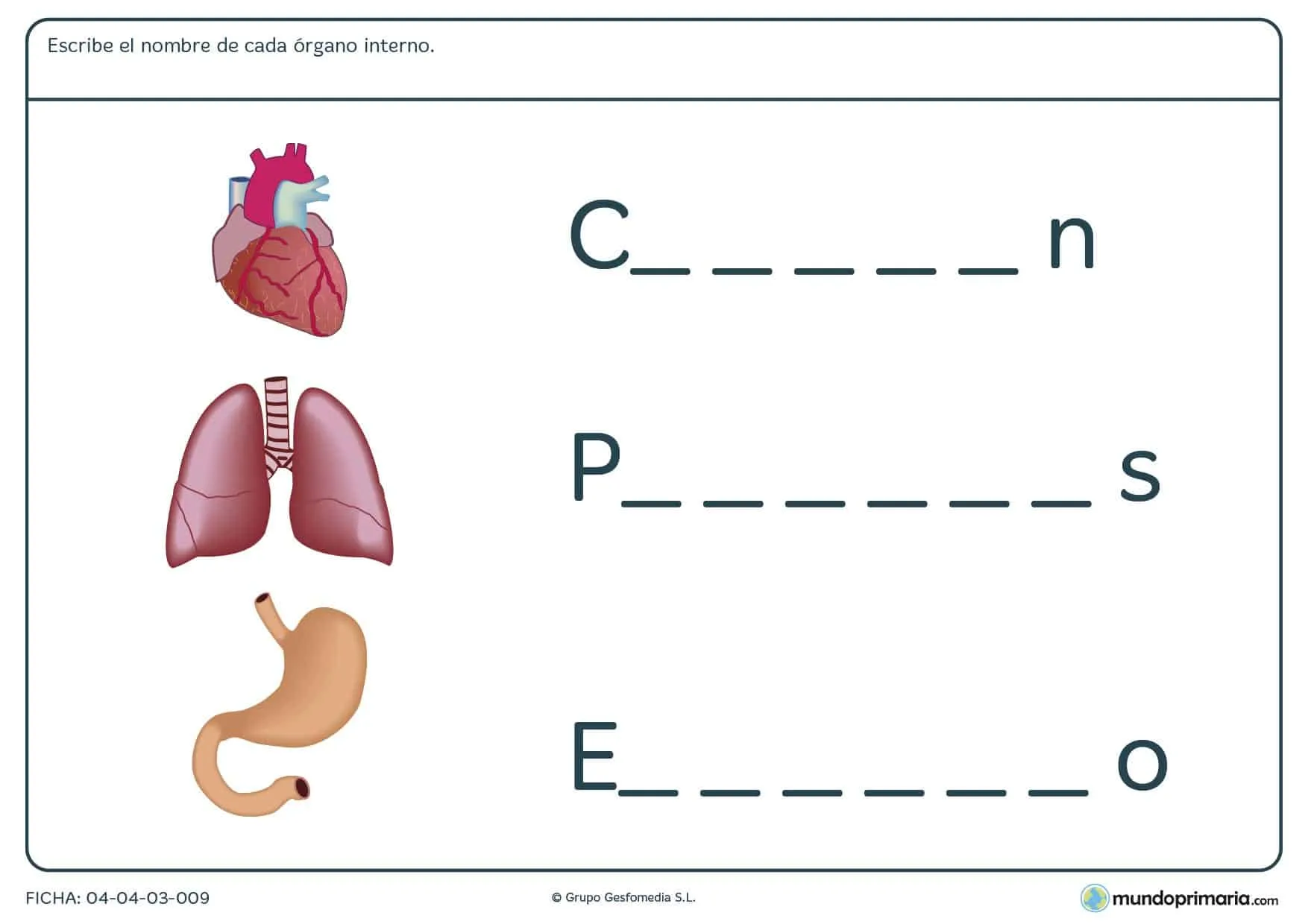 Ficha de órganos internos para primaria