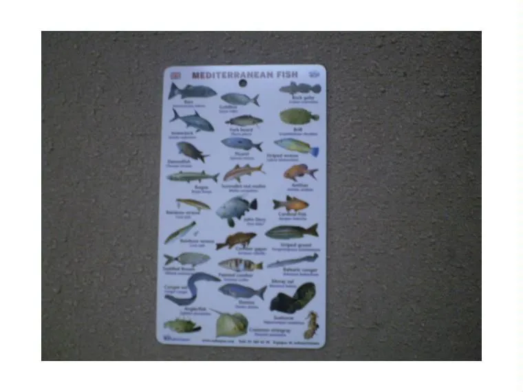 FICHA PECES DEL MEDITERRANEO INGLES OUTLET | Submarinismo 90931