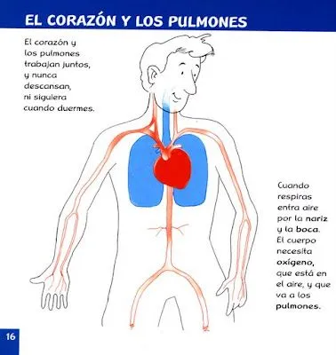 FICHAS DE ANATOMÍA HUMANA - EL CORAZÓN Y LOS PULMONES. : FICHAS ...