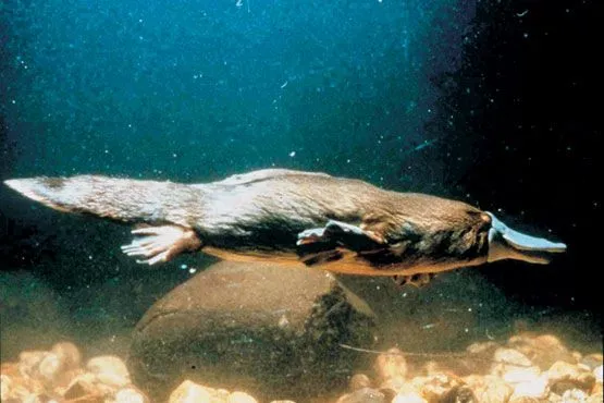 Fichas de Animales: Ornitorrinco