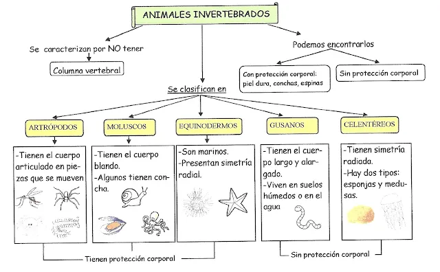 Fichas de animales vertebrados e invertebrados para colorear - Imagui