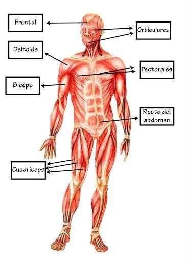 Con estas fichas del aparato locomotor humano, el alumno podrá ...