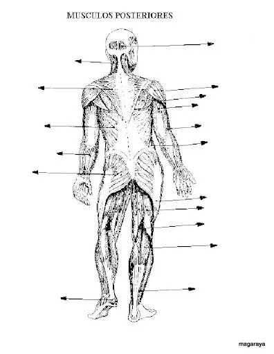 FICHAS DEL CUERPO HUMANO APRENDE Y PRACTICA