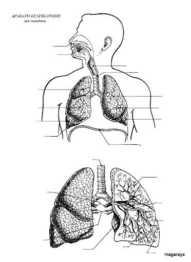 FICHAS DEL CUERPO HUMANO APRENDE Y PRACTICA