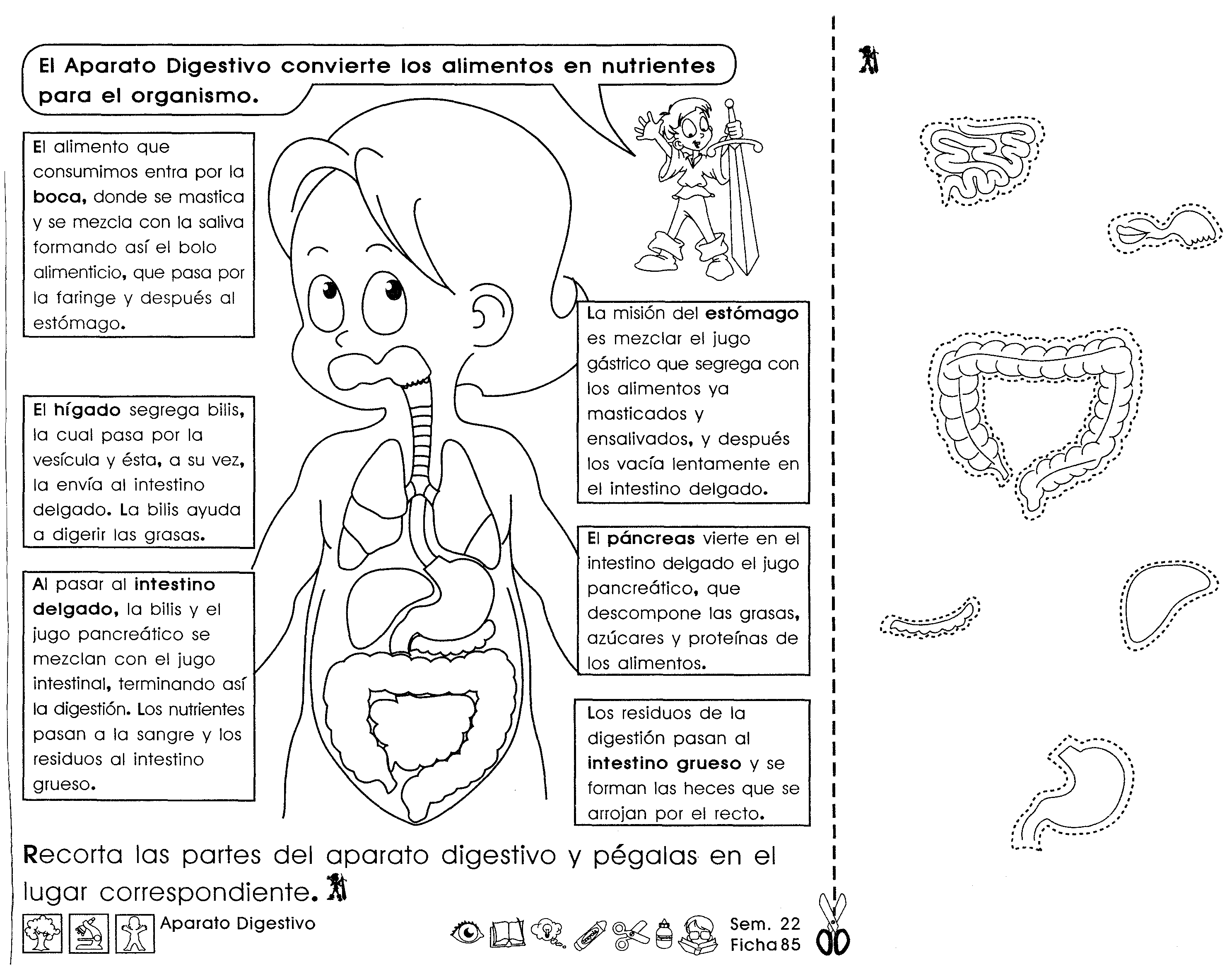 Fichas Sobre El Cuerpo Humano | Sistemas del cuerpo, Cuerpo humano, El  cuerpo humano infantil