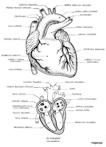 FICHAS PARA ESTUDIAR Y PINTAR EL CUERPO HUMANO