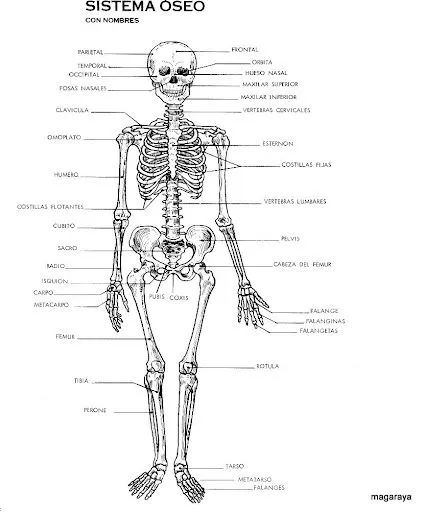 FICHAS PARA ESTUDIAR Y PINTAR EL CUERPO HUMANO