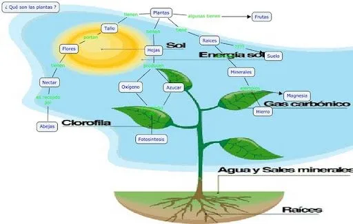 FICHAS PARA EXPLICAR LAS PLANTAS