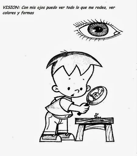 FICHAS DE LOS SENTIDOS DEL CUERPO HUMANO - LA VISTA : FICHAS PARA ...