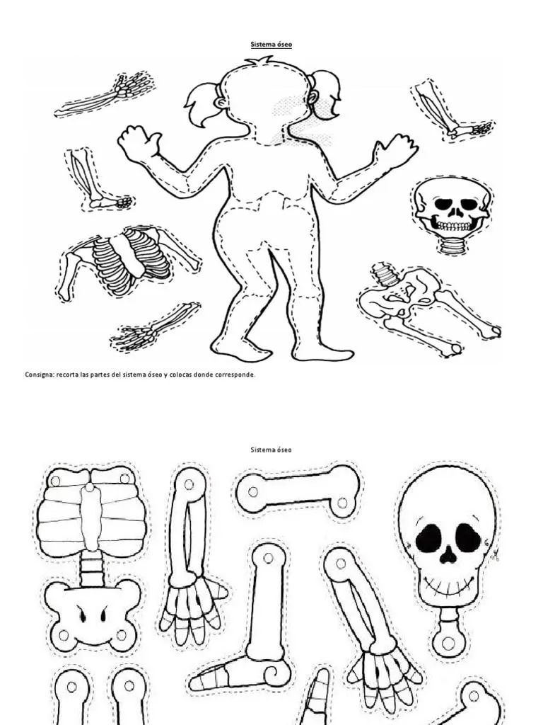 Fichas de Los Sistemas Del Cuerpo Humano | PDF | Sistema digestivo humano |  Medicina Veterinaria