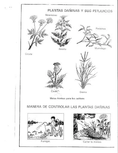 FICHAS UTILIDADES DE LAS PLANTAS