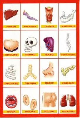 FICHAS DE VOCABULARIO - PARTES DEL CUERPO : FICHAS PARA NIÑOS