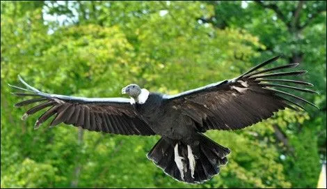 Fiches pédagogiques sur les animaux - Le Condor des Andes