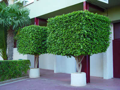 Ficus, árbol que puede adoptar diversas formas decorativas ...