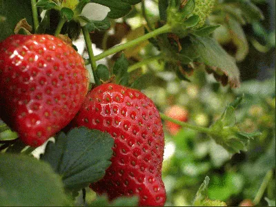 La Fiesta del Té: Mermelada de frutilla