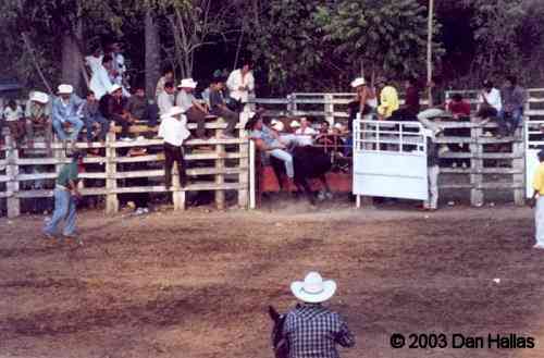 Fiesta de Torros La Manzanilla