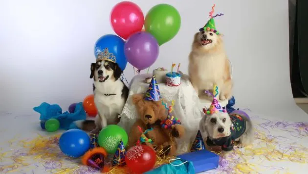 Fiestas para mascotas: Un negocio que te llevará al éxito ...