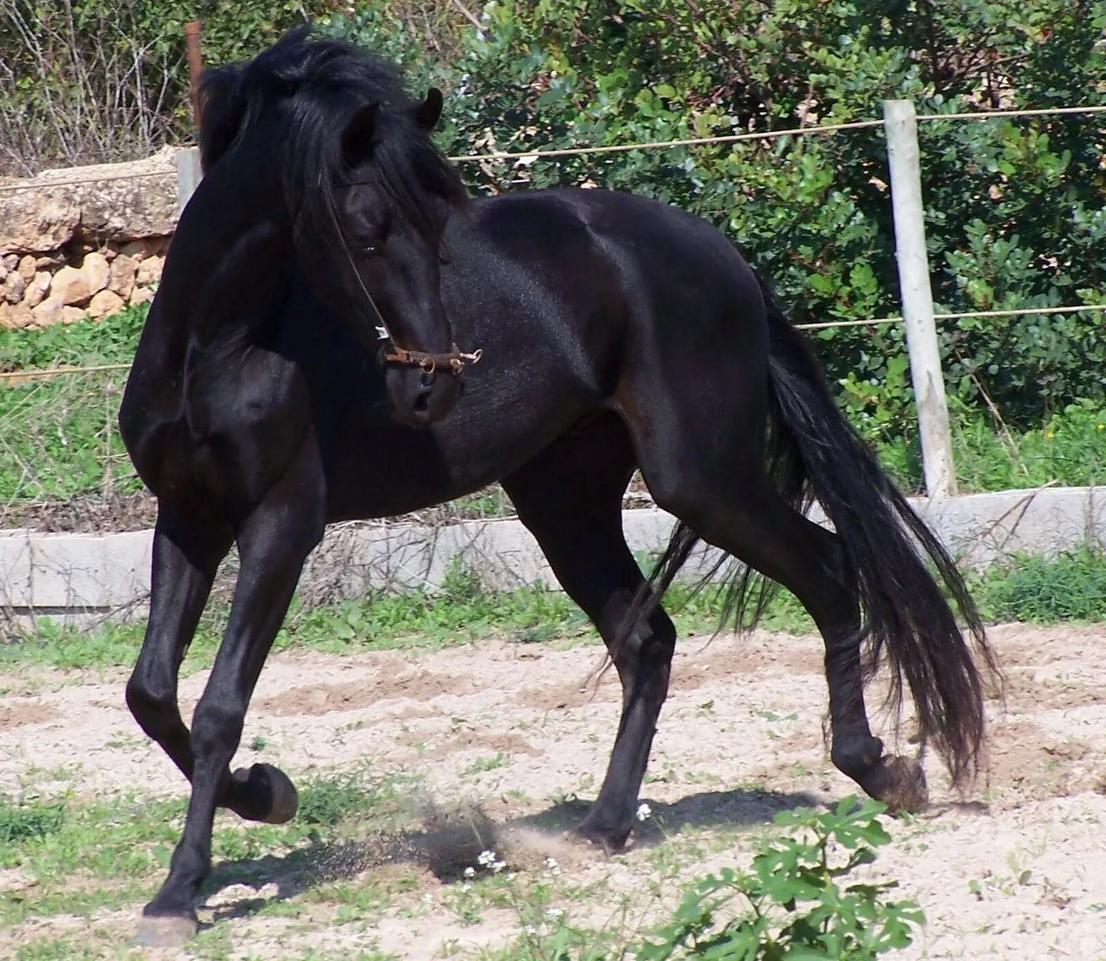 Fiestas de Sant Joan: Caballos menorquines