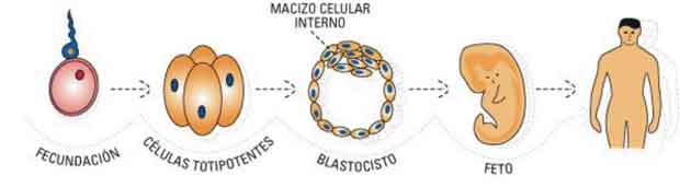 FABA Informa | Acta Bioquímica Clínica Latinoamericana