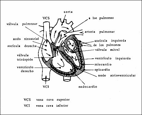 IV. FÍSICA DEL SISTEMA CARDIOVASCULAR