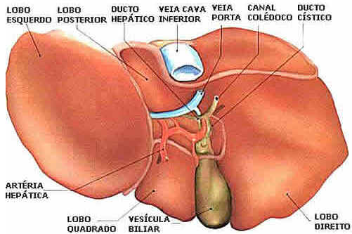 Fígado, Órgão, Anatomia, Doença, Função Fígado