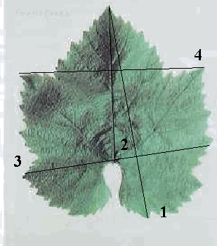 figura 1 dimensiones lineales de la lamina de hoja de