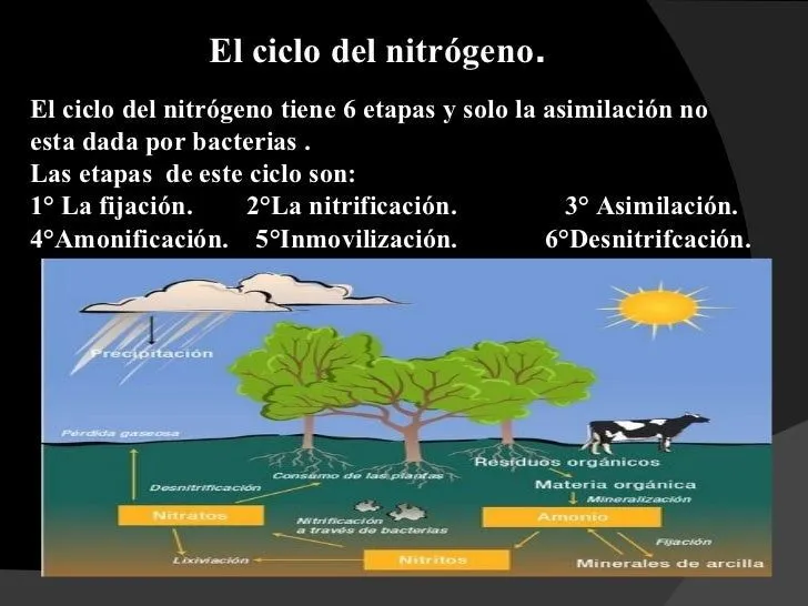 Fijación de Nitrógeno en las Plantas