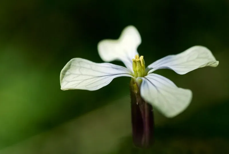 fijaciones: flores