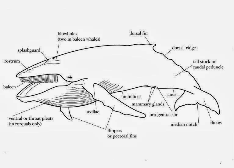 FILANAVAL: LA BALLENA ( CAZA DE LA BALLENA )