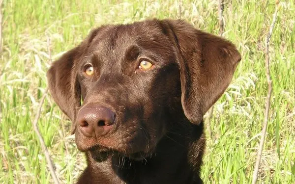 File:Labrador Retriever chocolate portrait.jpg - Wikimedia Commons