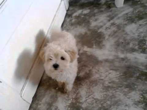 Filhote de Maltês com Poodle micro - YouTube