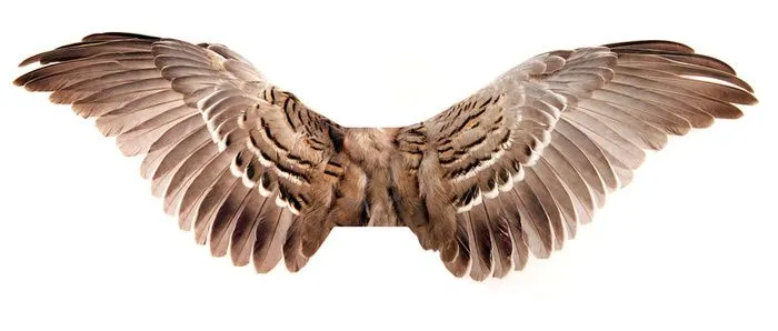 Find your wings | polysyllabic profundities