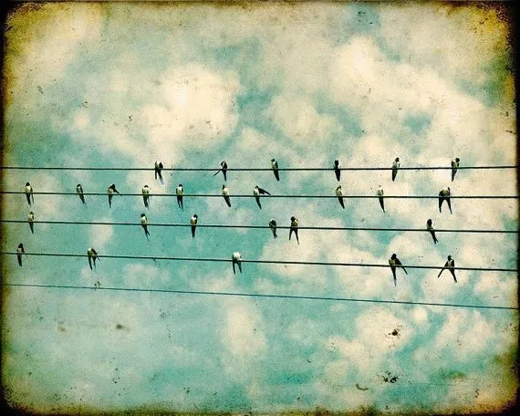 Fine Art Bird Photography Print Flock by Bomobob - Modern ...