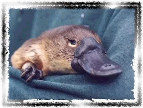 Información de ornitorrincos - Imagui