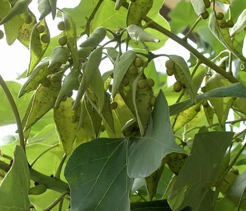 Firmiana simplex - árbol parasol chino - Arboles semillas