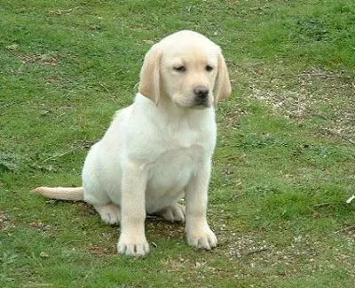 Lo fIsIcO nO Es lO EsEnCiAl A La lUz dE LoS OjOs .: mis perritos ...