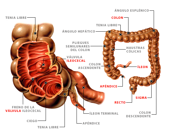 Fisiología Clínica. T.L.C: INTESTINO GRUESO