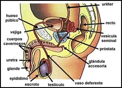 FISIOLOGIA | diana cecilia