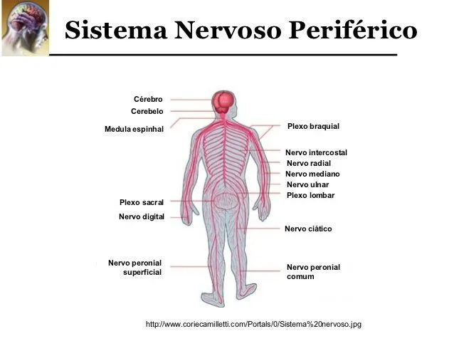 fisiologia-do-sistema-nervoso- ...