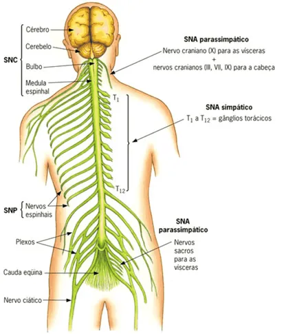 Fisiologia da micção | A mulher e o períneo