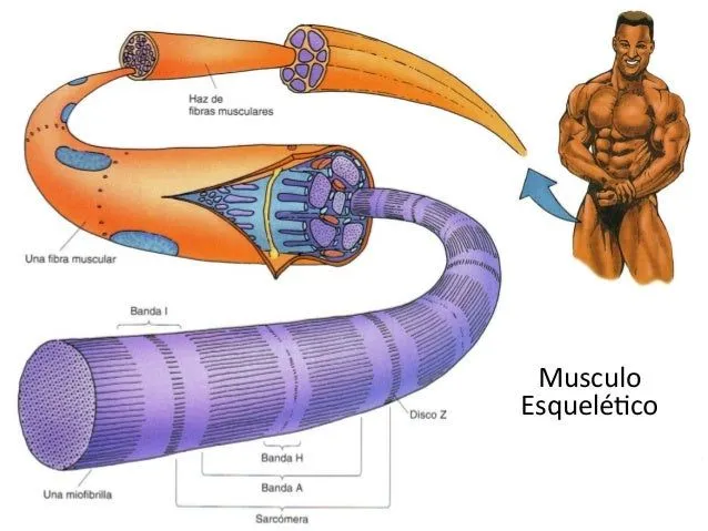 fisiologia del musculo esqueletico