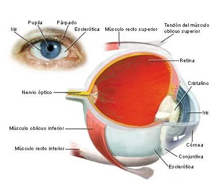 Fisiología ocular - Monografias.