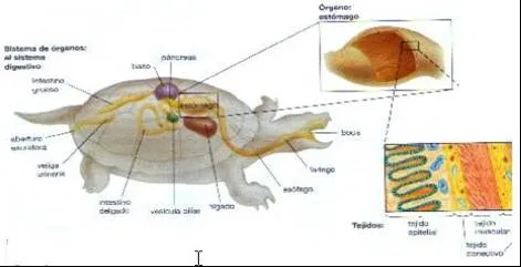 Fisiología (página 2) - Monografias.